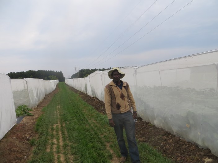 Clet Wandui MASIGA at the Screen houses for Vegetable seed production